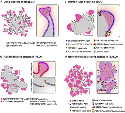 From Clones to Buds and Branches: The Use of Lung Organoids to Model Branching Morphogenesis Ex Vivo